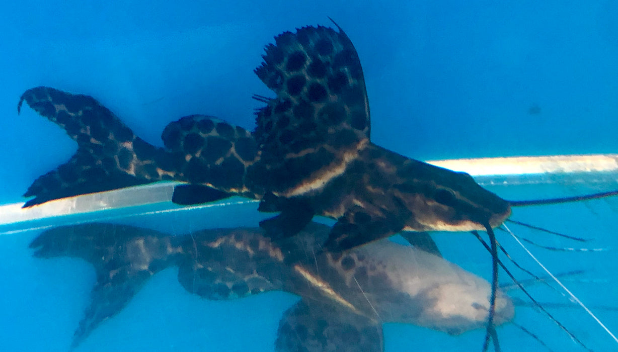 Sailfin Marble Achara Catfish (Leiarius pictus)