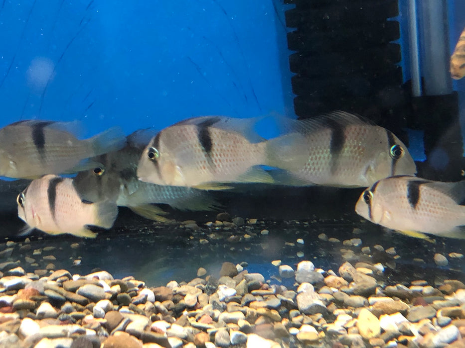 Sipaliwini Red Spot Cichlid (Guianacara sphenozona)