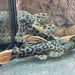 L600 Leopard Cactus Pleco (Pseudacanthicus Leopardus)
