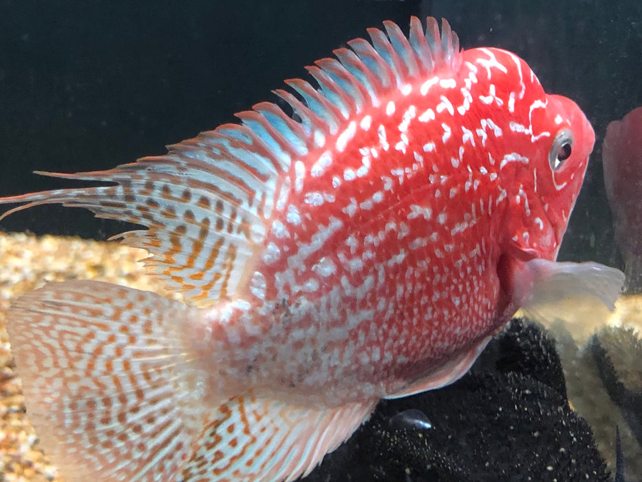 Golden Base Flowerhorn Cichlid (Cichlasoma sp)