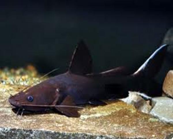 Black Devil Catfish (Hemibagrus wyckii)