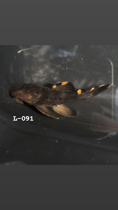 L091 Three Beacon Pleco (Leporacanthicus triactis)