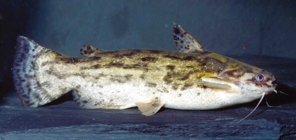 Fishers Wood Catfish (Trachelyopterus fisheri)