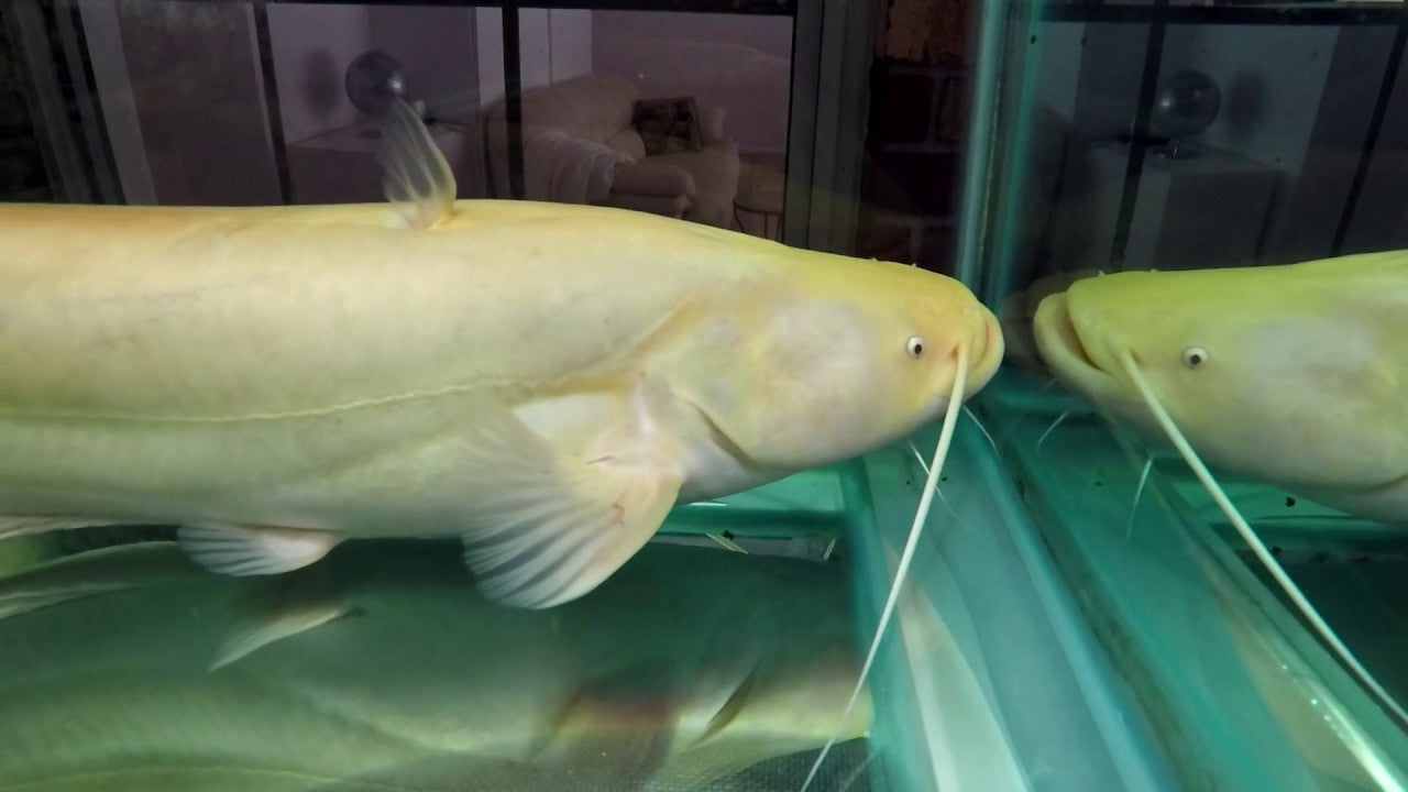 Albino Chinese Wels Catfish (Silurus merdionalis)
