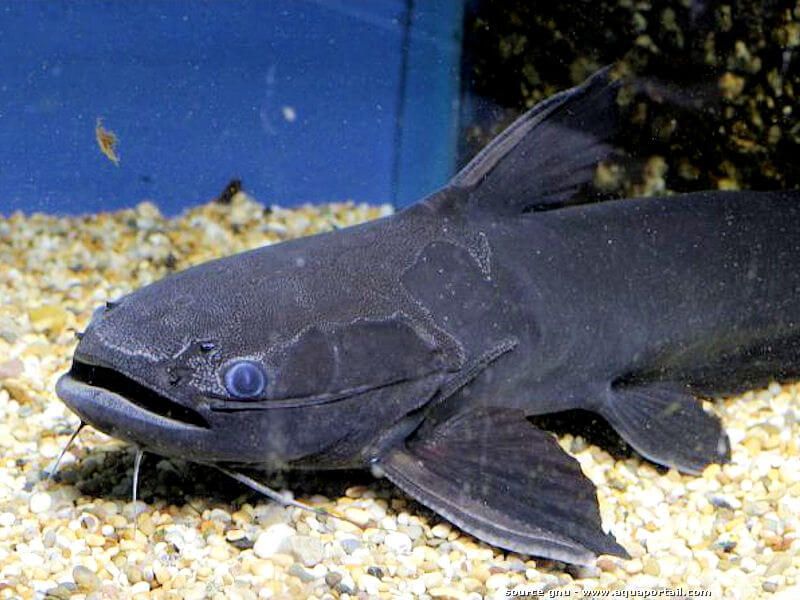 Driftwood Catfish (Trachycorystes trachycorystes)