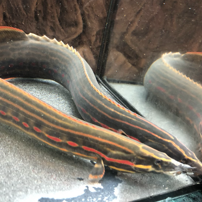 Fire Eel (Mastacembelus erythrotaenia)
