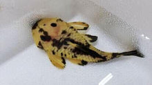 Load image into Gallery viewer, L056 Yellow and Black Rubber Pleco (Parancistrus aurantiacus)
