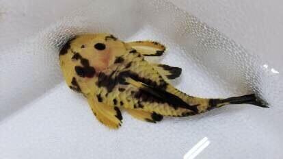 L056 Yellow and Black Rubber Pleco (Parancistrus aurantiacus)