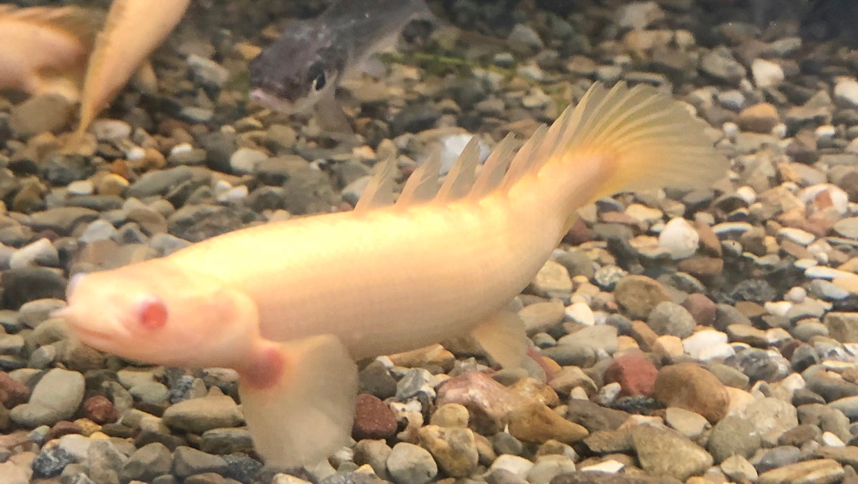 Albino Short Body Senegal Bichir (Polypterus senegalus)