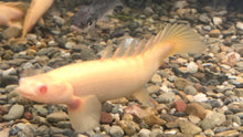 Load image into Gallery viewer, Albino Senegal Bichir (Polypterus senegalus)
