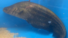 Load image into Gallery viewer, Striped Wallago Catfish (Wallagonia leerii)
