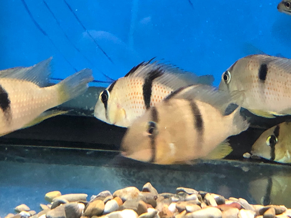 Sipaliwini Red Spot Cichlid (Guianacara sphenozona)