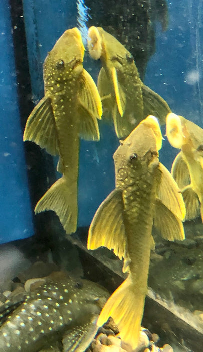 L200 Green Phantom Pleco (Hemiancistrus subviridis)