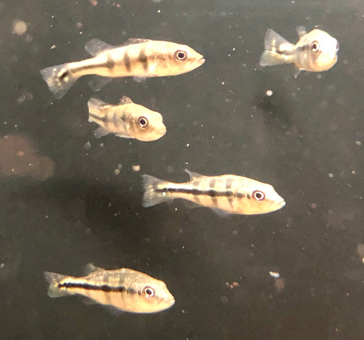 Xingu Peacock Bass (Cichla melaniae)