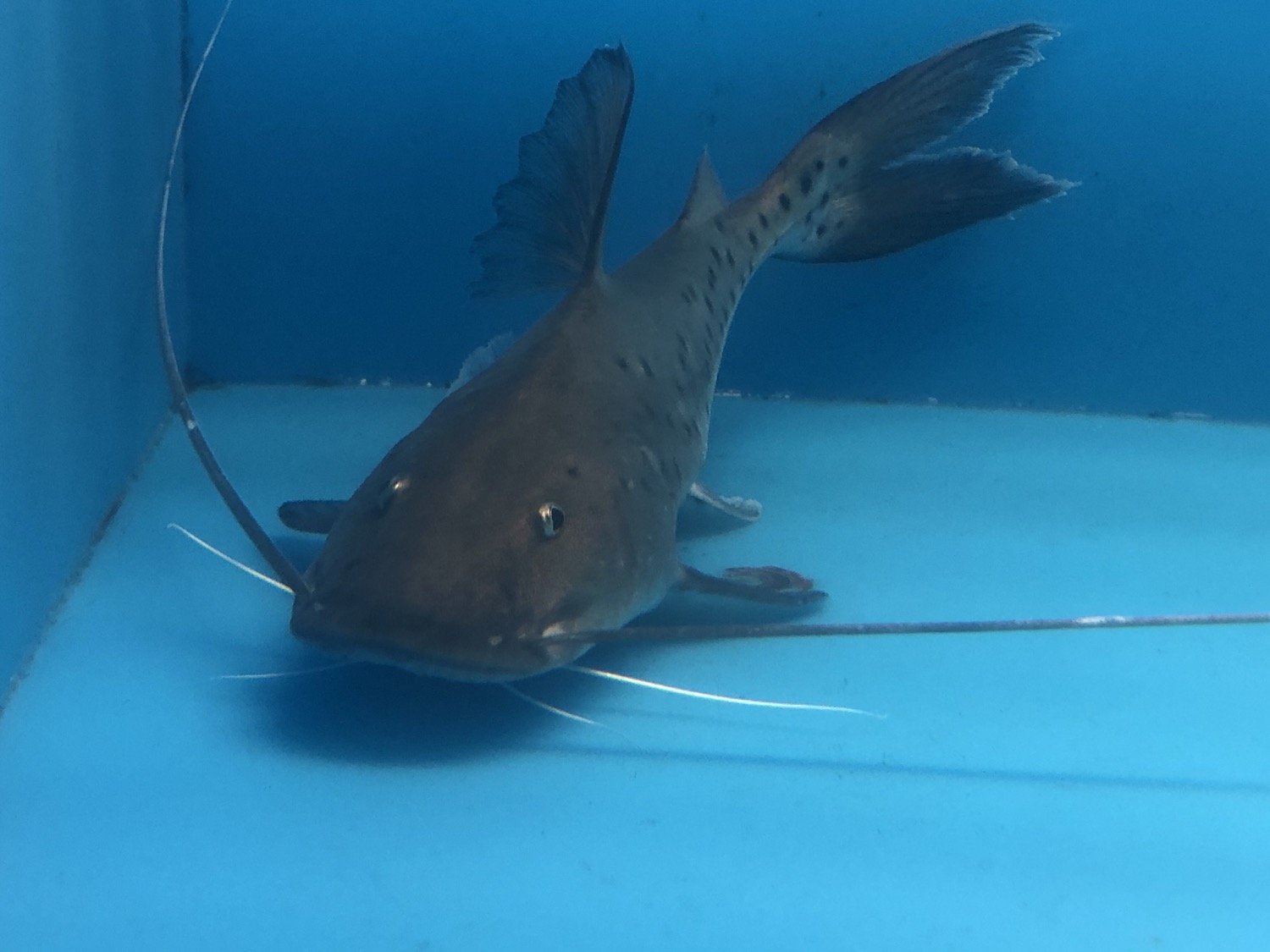Piribia True Piraiba Catfish / Brachyplatystoma Filamentosum For Sale Online