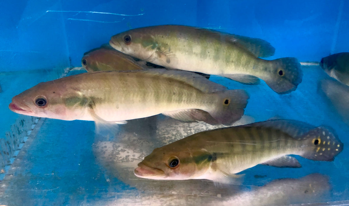 Green Pike Cichlid (Crenicichla cincta)