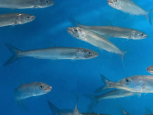 Load image into Gallery viewer, Yellowcheek Bambusa (Elopichthys bambusa)
