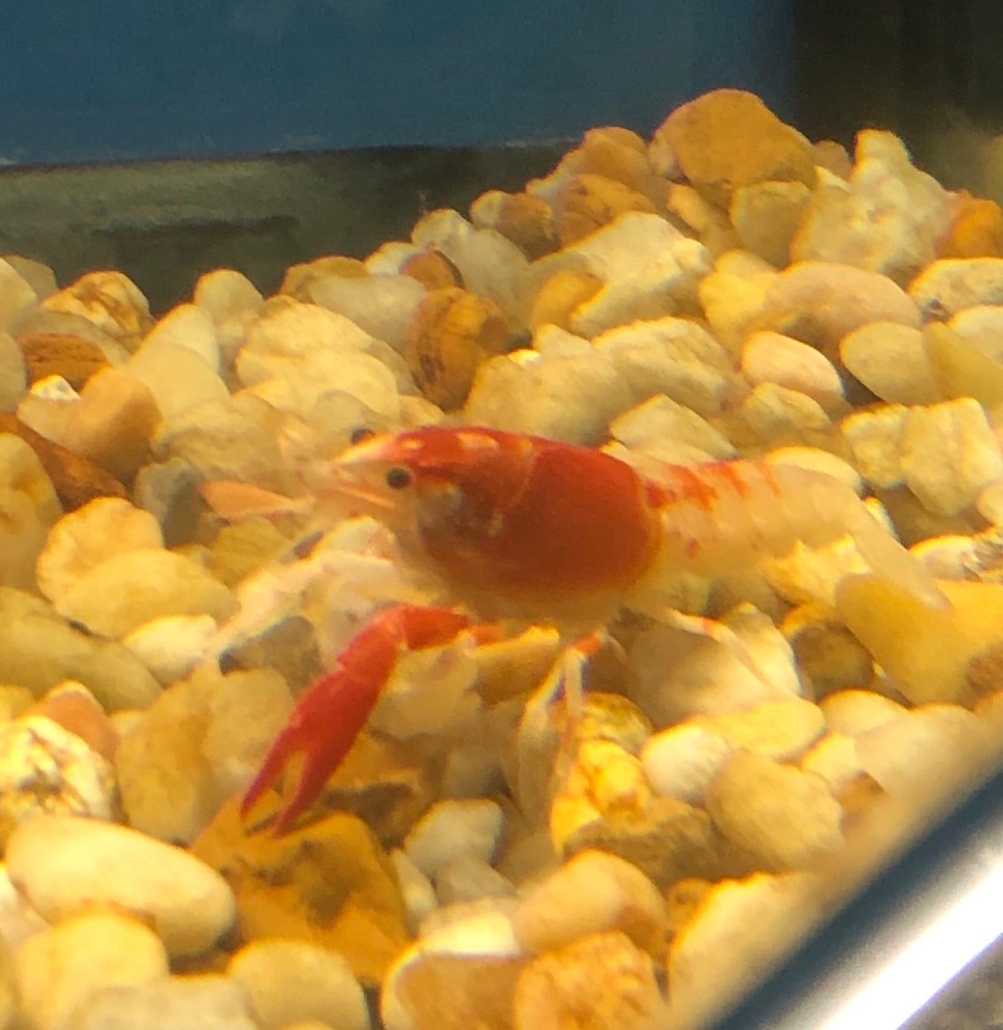 Fire Ball Ghost Crayfish (Procambarus clarkii)