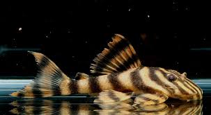 L271 Brazilian Tiger Pleco (Panaqolus sp)