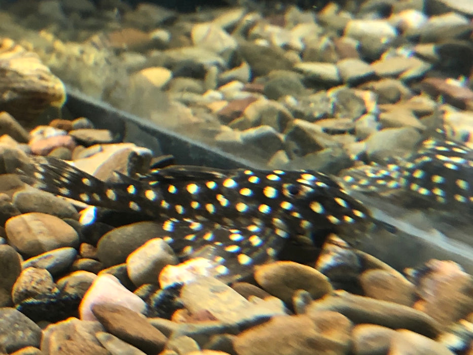 L136 Angelicus Pleco (Hypancistrus sp)