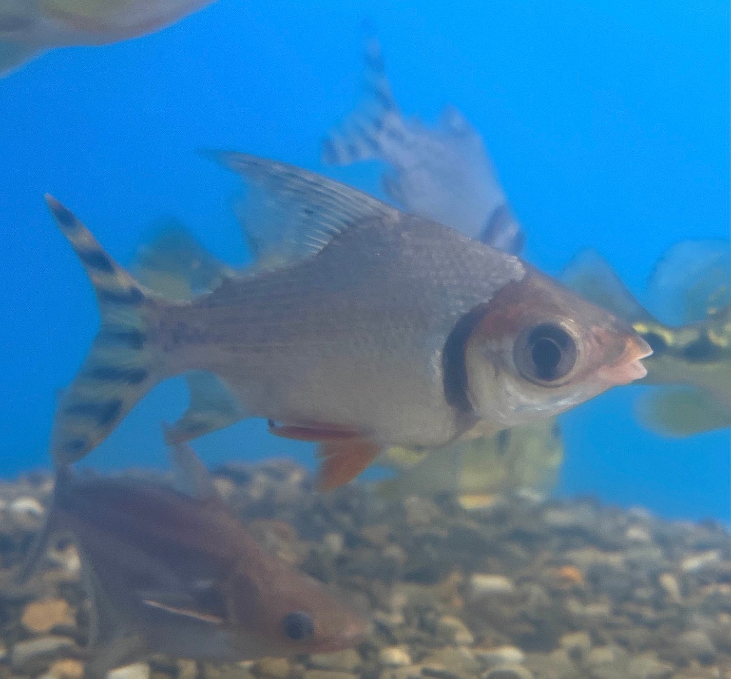 Flagtail SHORT BODY – Predatory Fins