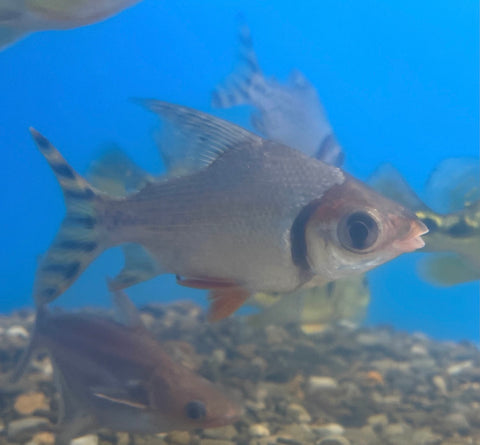 Flagtail Short Body Flagtail Prochilodus (Semaprochilodus taeniurus) – Predatory ...
