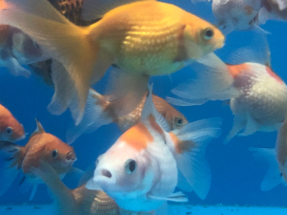 Ping Pong Pearlscale Goldfish (Carassius auratus)