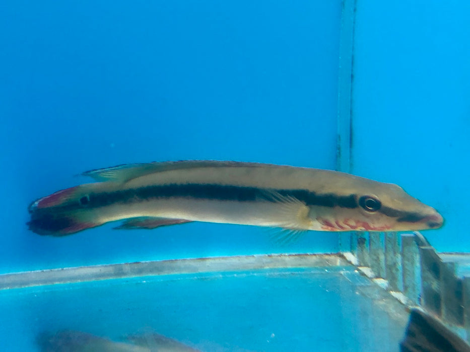 Flame Pike Cichlid (Crenicichla multispinosa)