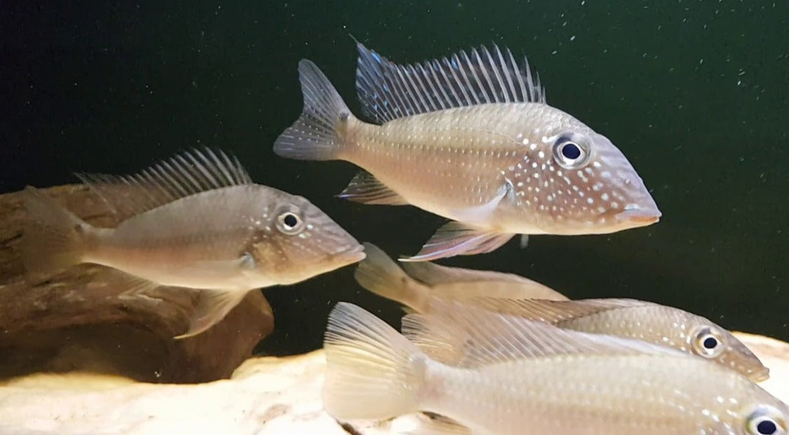 Geophagus Jurupari Cichlid (Satanoperca jurupari)
