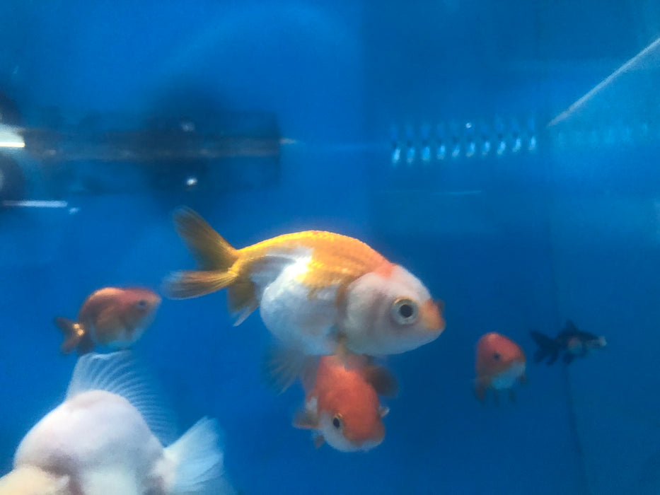 Ranchu Goldfish (Carassius auratus)