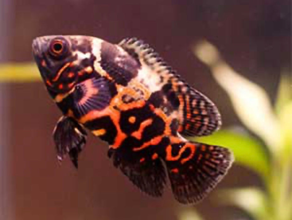 Red Tiger Oscar Cichlid (Astronotus ocellatus)
