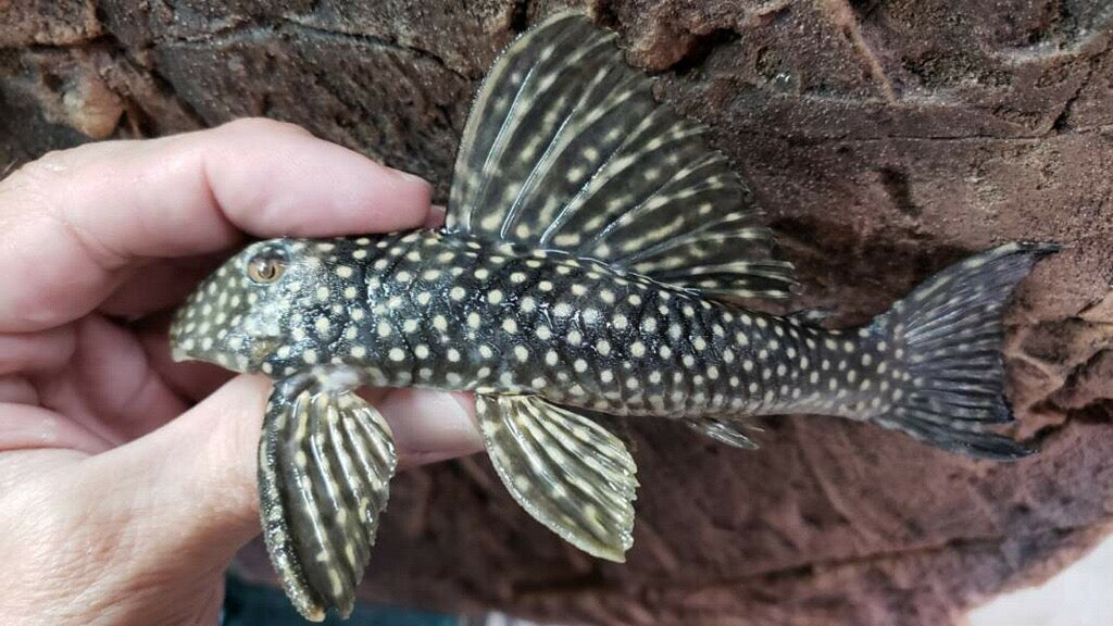 L048 Golden Cloud Pleco (Scobinancistrus pariolispos)
