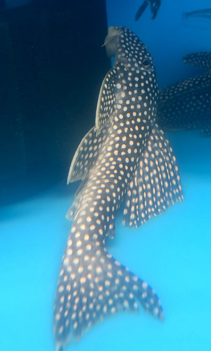 L048 Golden Cloud Pleco (Scobinancistrus pariolispos)