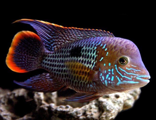 Green Terror Cichlid (Andinoacara rivulatus)