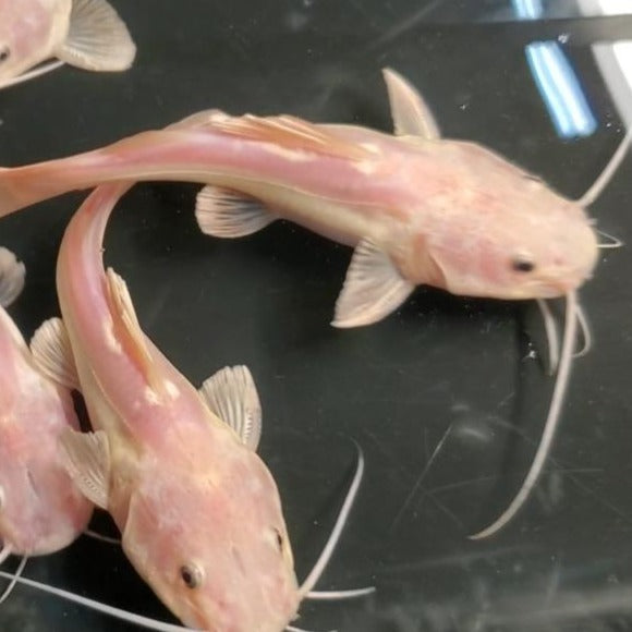 Phantom Redtail Catfish