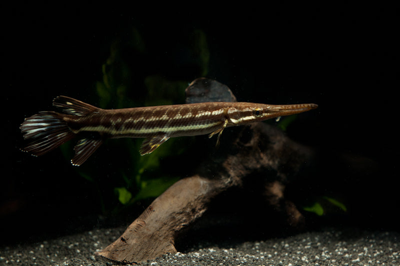 GAR — Predatory Fins