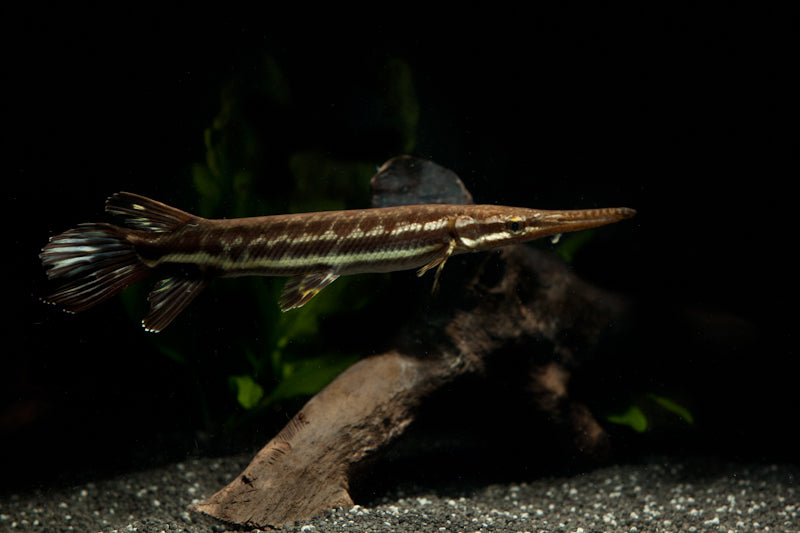 Tropical Gar (Atractosteus tropicus)