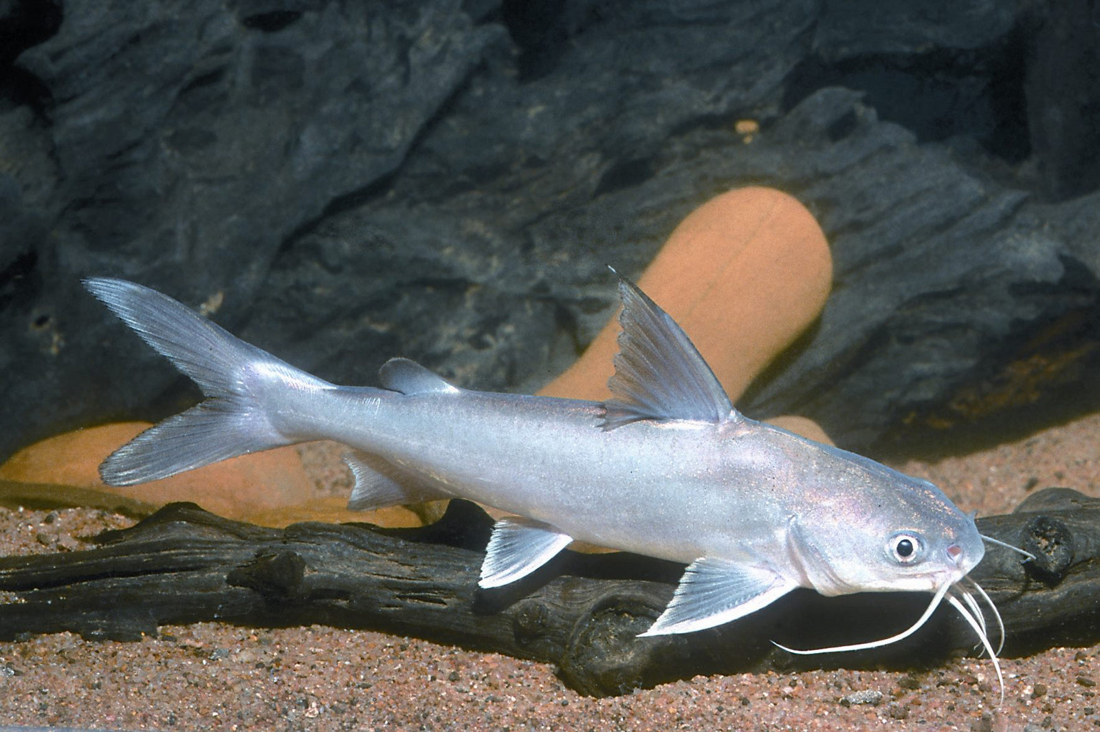 Boofhead catfish (Neoarius leptaspis)