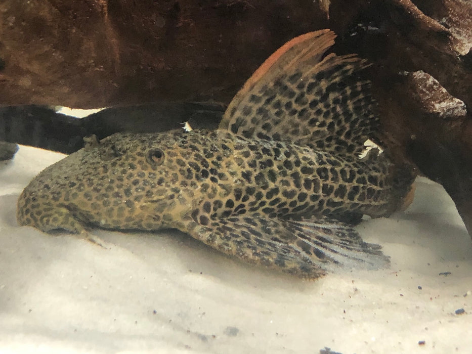 L114 Redtail Leopard Pleco (Pseudacanthicus leopardus)