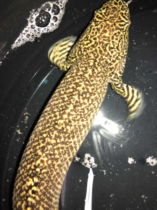 Ornate Bichir (Polypterus ornatipinnis)