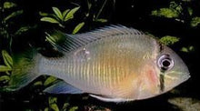 Load image into Gallery viewer, Cupid Cichlid (Biotodoma cupido)
