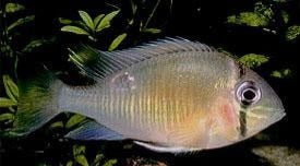 Cupid Cichlid (Biotodoma cupido)