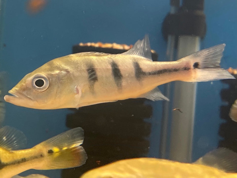 Axanthic Mono Peacock Bass (Cichla monoculus)
