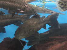 Load image into Gallery viewer, Hoplo Armored Catfish (Hoplosternum littorale)
