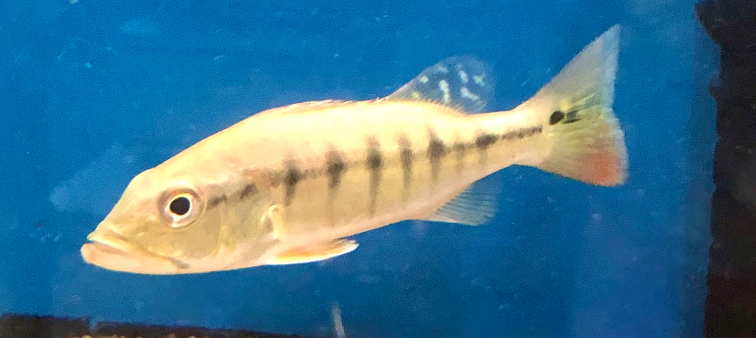 Intermedia Peacock Bass (Cichla intermedia)