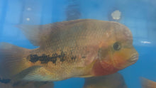Load image into Gallery viewer, Vieja Synspilum Cichlid (Vieja melanura)
