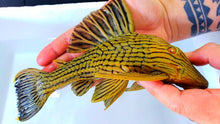 Load image into Gallery viewer, L027 Tocantins Gold Line Royal Pleco (Panaque armbrusteri)
