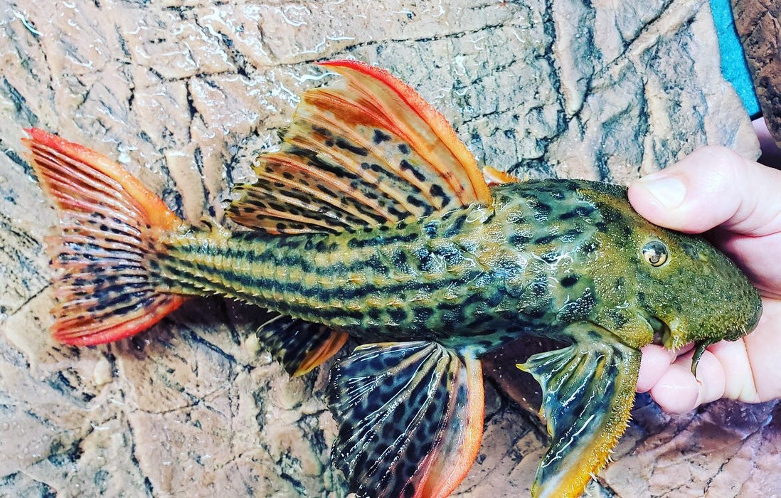 L025 Red Scarlet Cactus Pleco (Pseudacanthicus pirarara)
