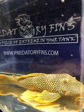 Load image into Gallery viewer, L014 Sunshine Pleco (Scobiancistrus aureautus)
