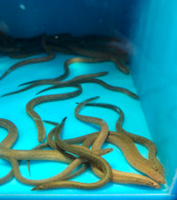 Load image into Gallery viewer, Marbled Swamp Eel (Synbranchus marmoratus)

